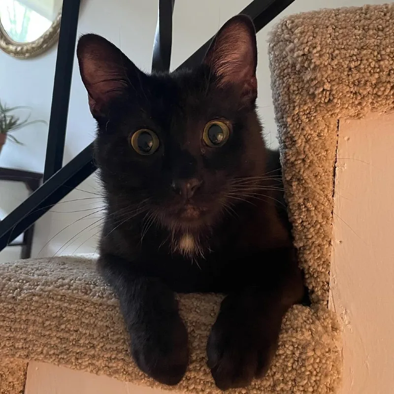 An adult medium-sized male Black Domestic Short Hair cat named Coca Cola for adoption in Evanston, IL