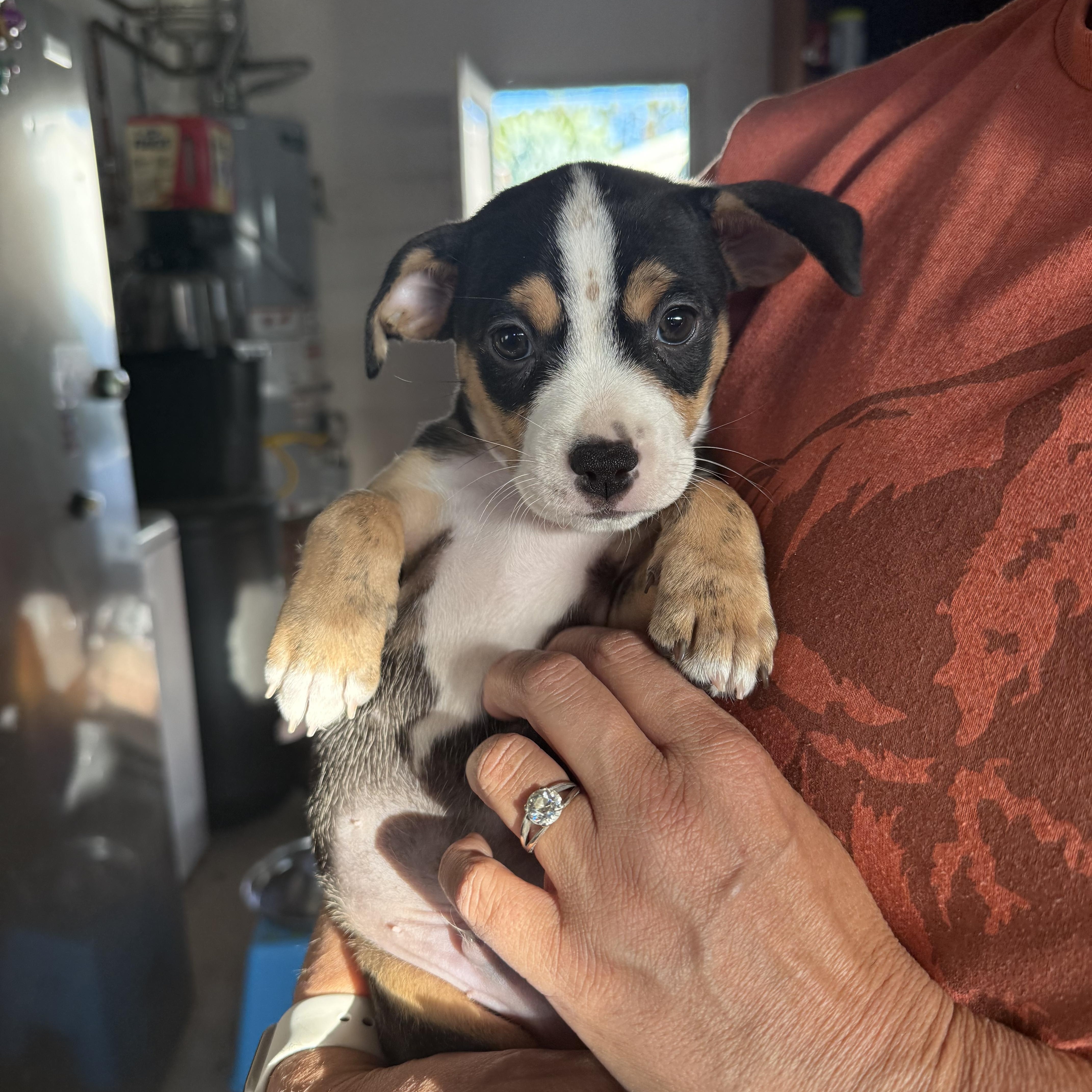 A baby medium-sized male Tricolor (Brown, Black, & White) Pit Bull Terrier dog named Buddy for adoption in Brentwood, CA