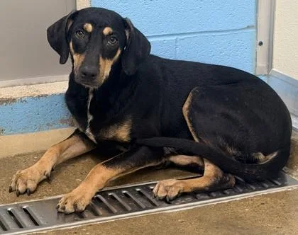 A young medium-sized male Mixed Breed dog named Coby for adoption in Cincinnati, OH