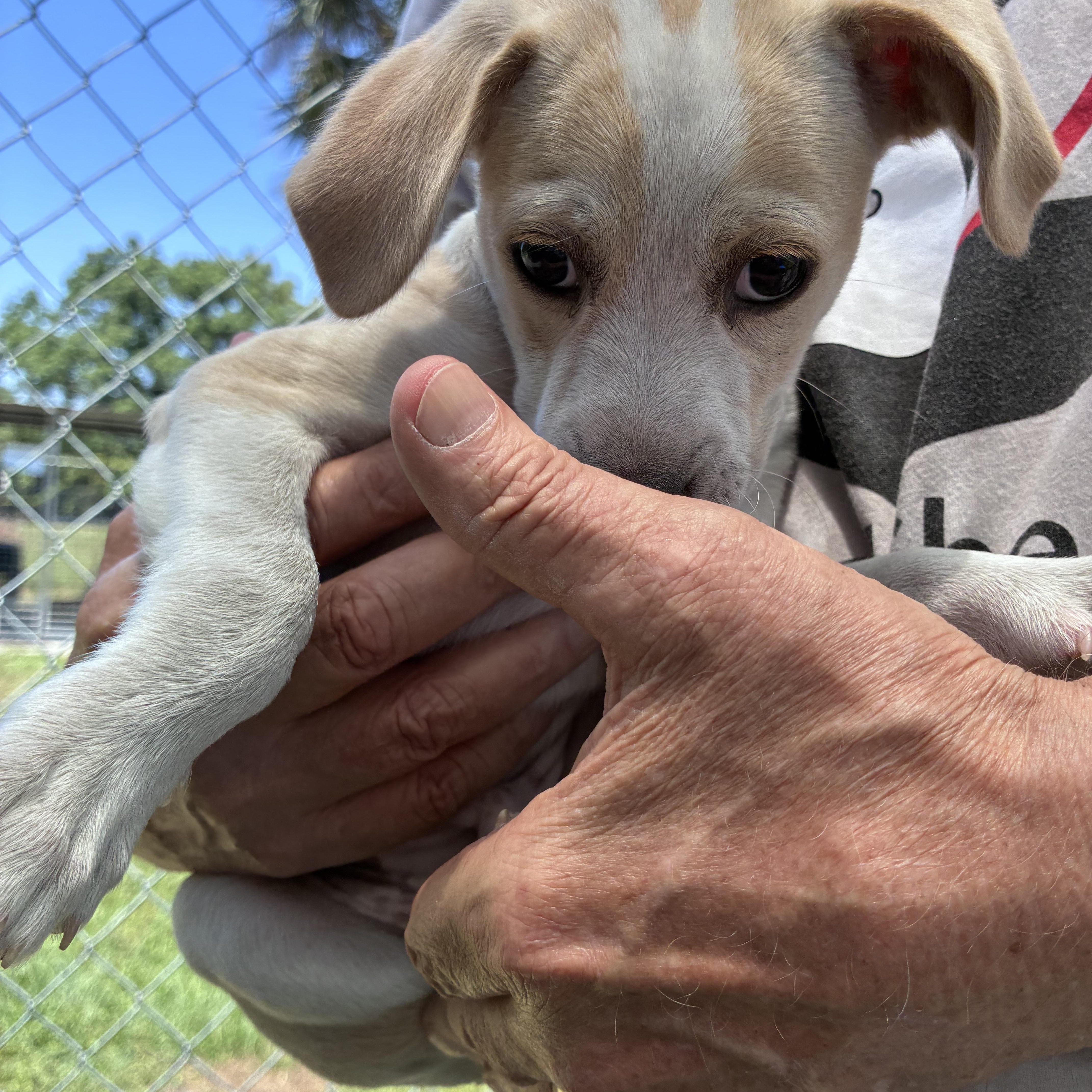 A baby small-sized male Apricot / Beige Mixed Breed dog named Kobe for adoption in Ruskin, FL