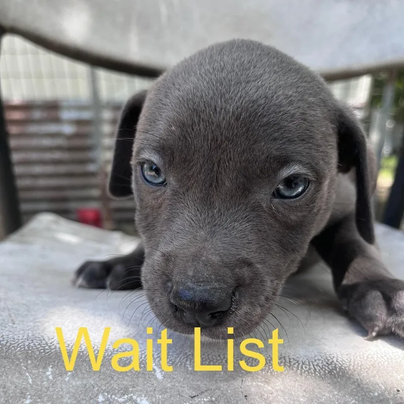 A baby small-sized male Gray / Blue / Silver American Staffordshire Terrier dog named Ace for adoption in Livingston, TX