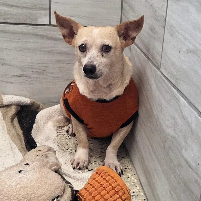 A senior small-sized male Chihuahua dog named Ted Lasso for adoption in Muncie, IN