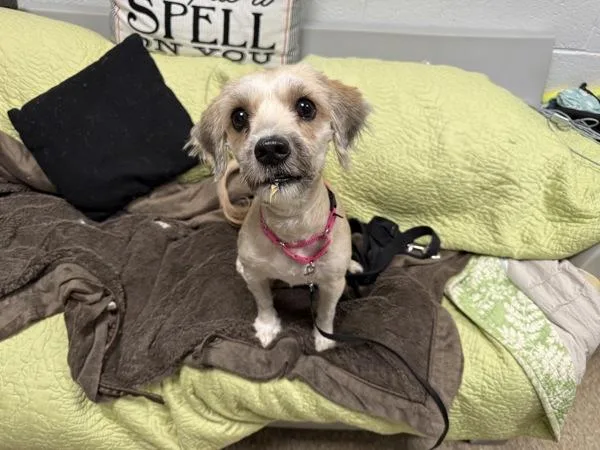 An adult small-sized female Mixed Breed dog named Praline Puff for adoption in New York, NY