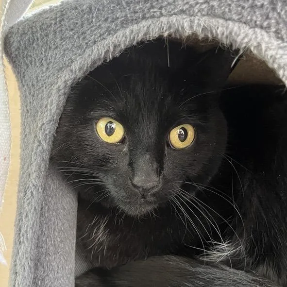 Mo