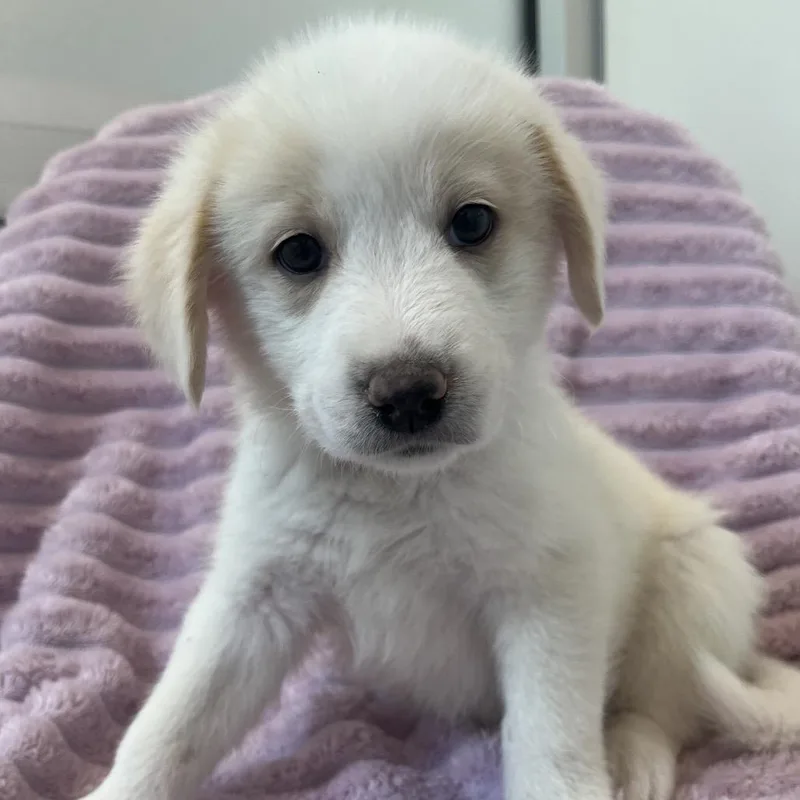 A baby medium-sized male White / Cream Cattle Dog dog named Bread for adoption in Salt Lake City, UT