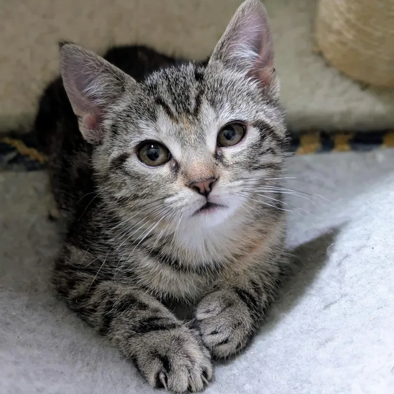 A baby small-sized female Domestic Short Hair cat named Stellina for adoption in Middleton, WI