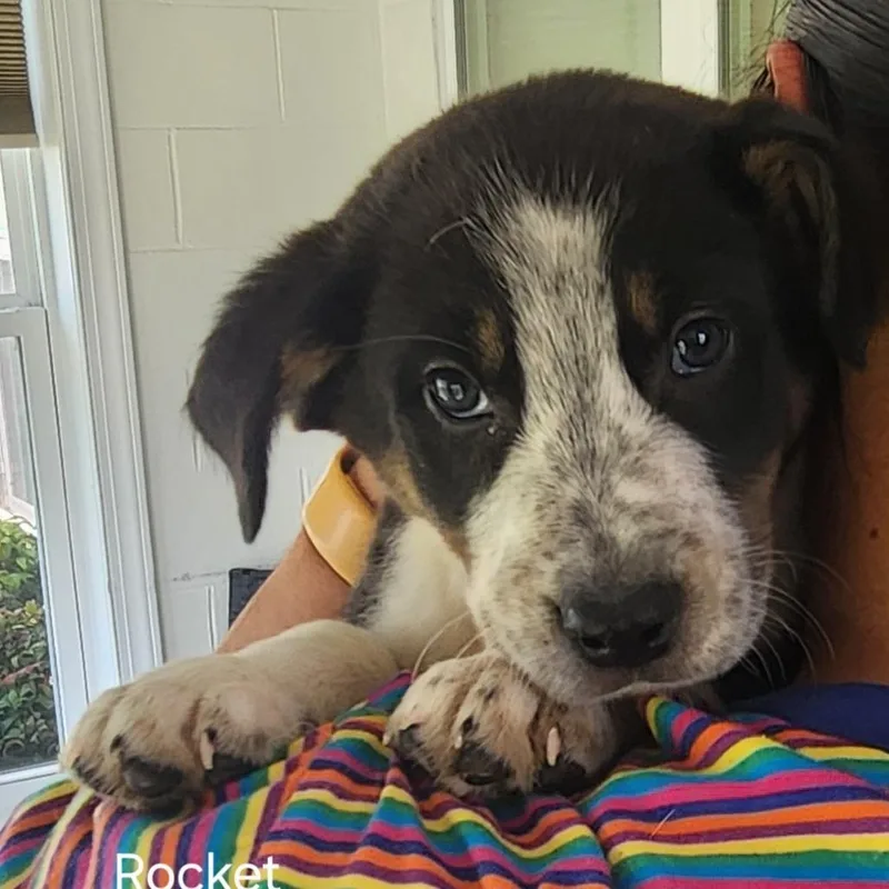 A baby medium-sized male Black Mixed Breed dog named Rocket for adoption in Danville, KY