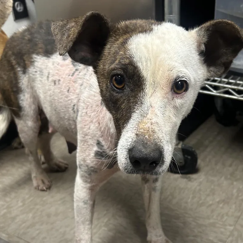 An adult medium-sized female Brindle Terrier dog named Demi for adoption in Parrish, AL