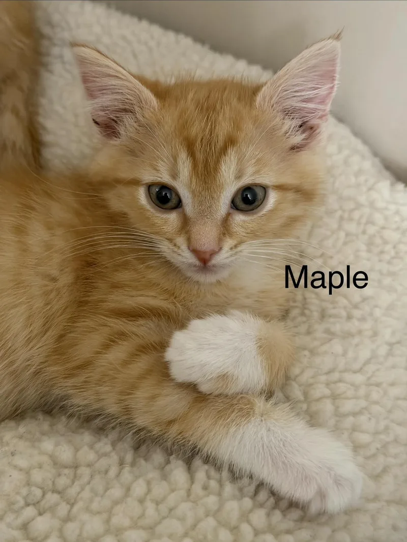 A baby medium-sized female Orange & White Domestic Short Hair cat named Maple for adoption in Crossville, TN