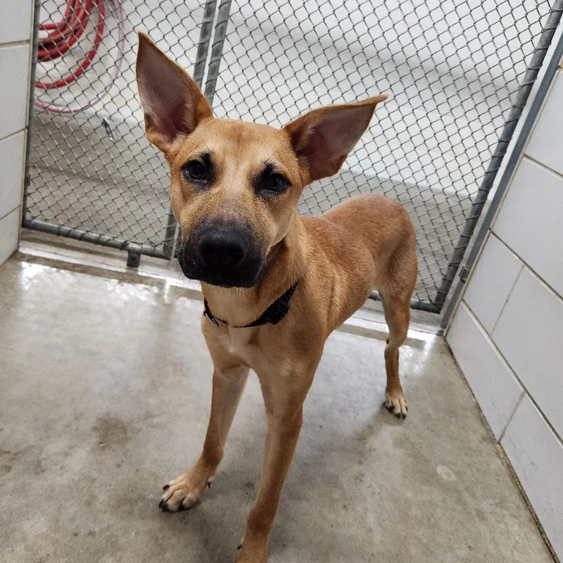 A young medium-sized male Yellow / Tan / Blond / Fawn Mixed Breed dog named Molokai for adoption in Grand Rapids, MI