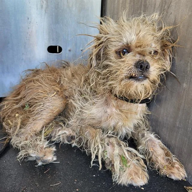 An adult small-sized male Shih Tzu dog named Norman for adoption in San Antonio, TX