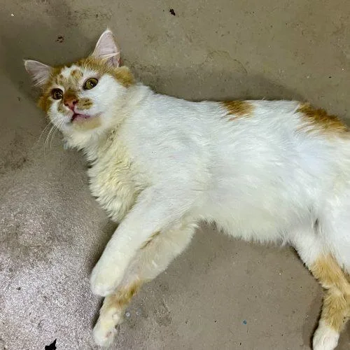 A young small-sized male Domestic Medium Hair cat named Wally for adoption in Knoxville, TN