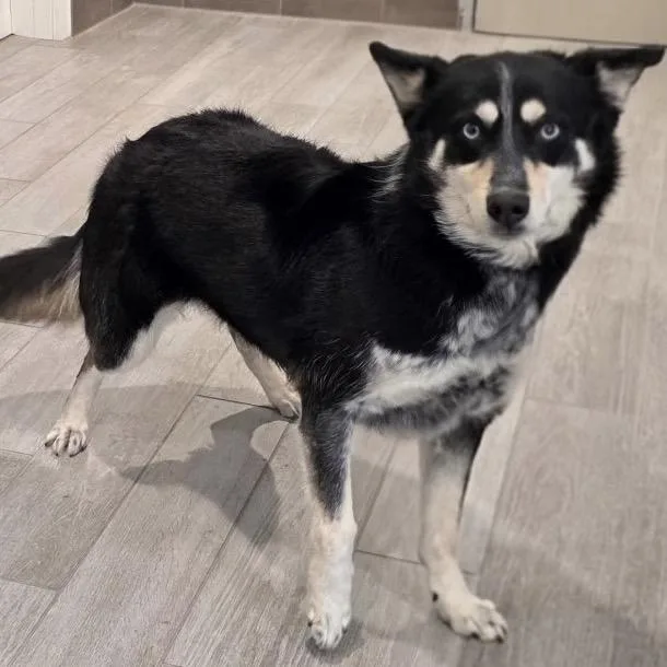 An adult medium-sized female Black Border Collie dog named Wendy for adoption in Calverton, NY