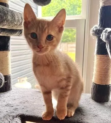 A baby medium-sized male Tabby (Orange / Red) Tabby cat named Glacier for adoption in Smithfield, NC