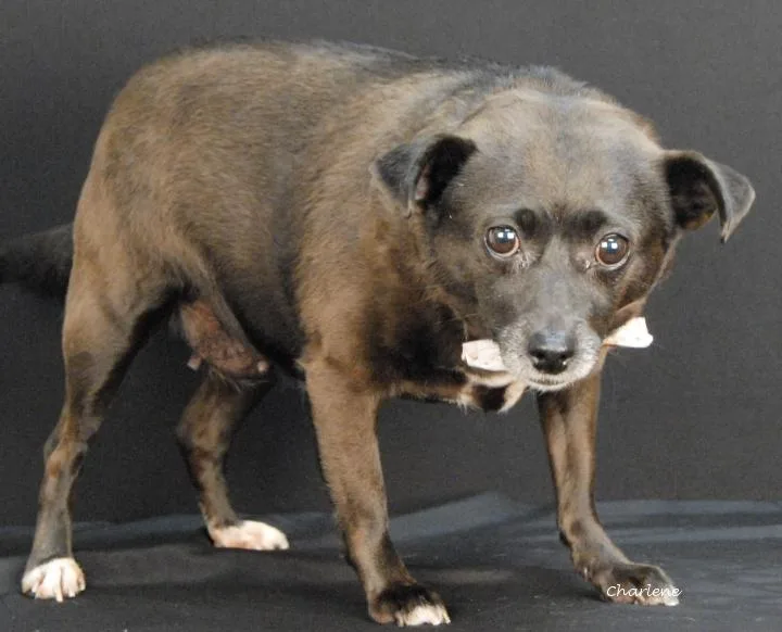 An adult small-sized female Black Chihuahua dog named Lalisa for adoption in Newland, NC