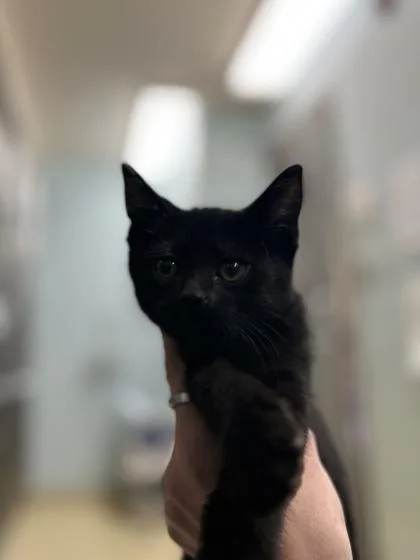 A baby small-sized female Domestic Short Hair cat named Lia for adoption in Munster, IN