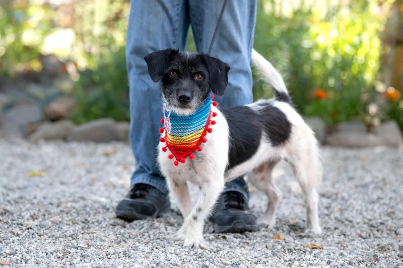 An adult small-sized female Black Jack Russell Terrier dog named Jana for adoption in Santa Rosa, CA