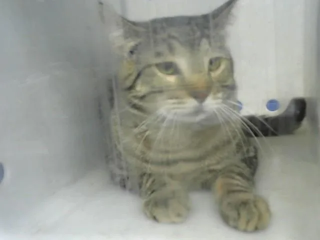 An adult medium-sized male Domestic Short Hair cat named Tab for adoption in Albuquerque, NM