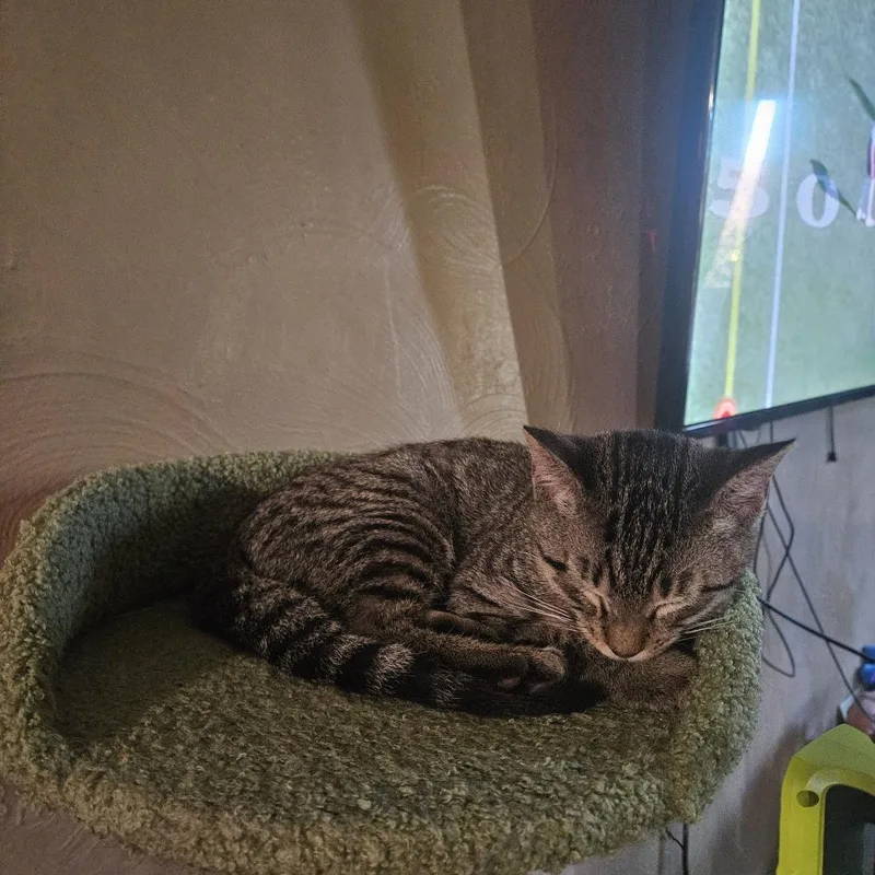 A baby small-sized male Brown / Chocolate Siamese cat named Monkey for adoption in Green Bay, WI