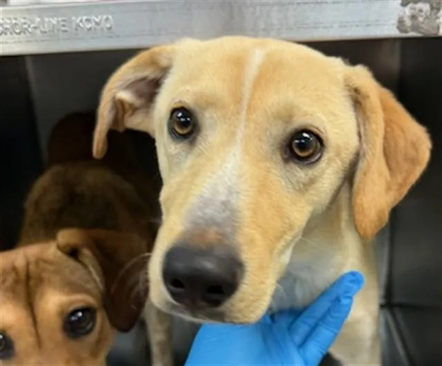 A baby small-sized male Hound dog named A for adoption in Oklahoma City, OK