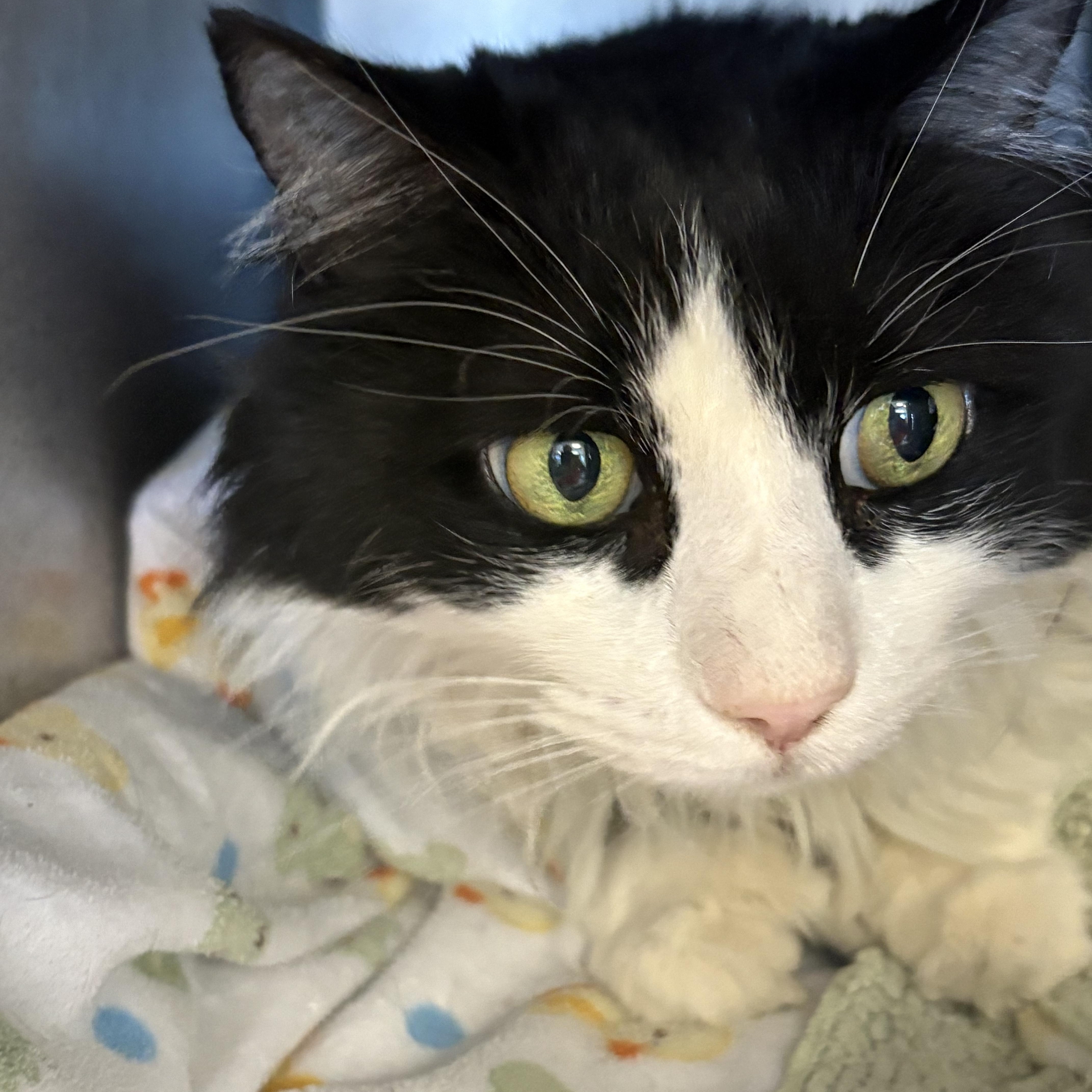 An adult medium-sized male Black & White / Tuxedo Domestic Long Hair cat named Taco for adoption in Grass Valley, CA