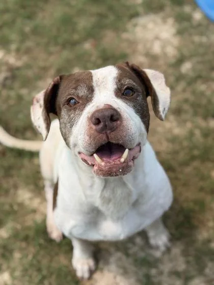A senior medium-sized female Pit Bull Terrier dog named Savelle for adoption in Atlanta, GA