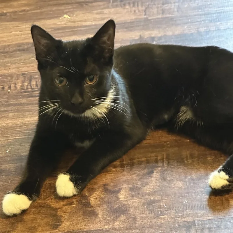 A baby small-sized female Domestic Short Hair cat named Gretel for adoption in Woodstock, GA