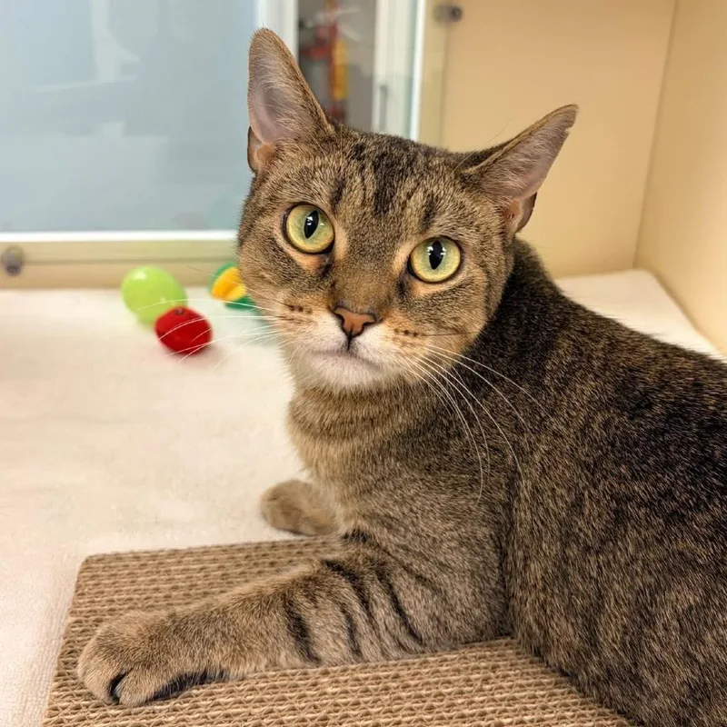 An adult medium-sized female Brown / Chocolate Domestic Short Hair cat named Ophelia for adoption in Naperville, IL