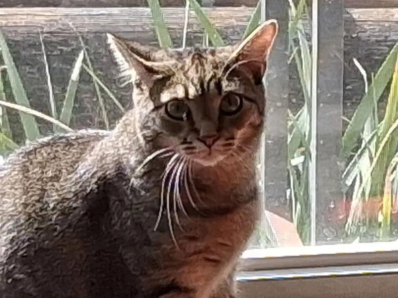 A baby small-sized male Domestic Short Hair cat named Koby for adoption in Orlando, FL