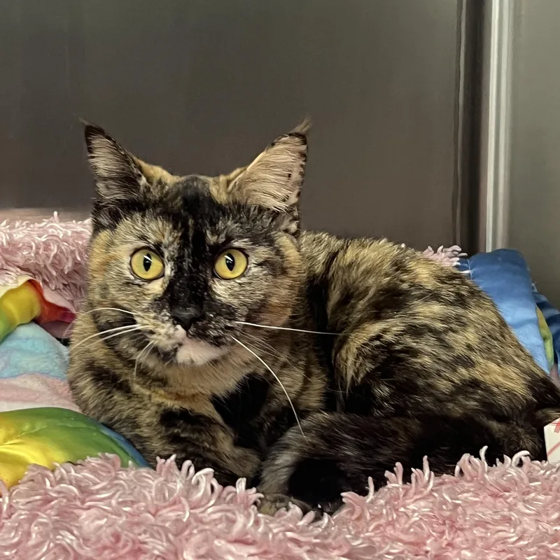 A young medium-sized female Domestic Short Hair cat named Amy for adoption in Mount Pleasant, MI