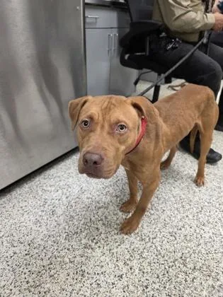 An adult medium-sized male Mixed Breed dog named Elmo for adoption in Fairfax, VA