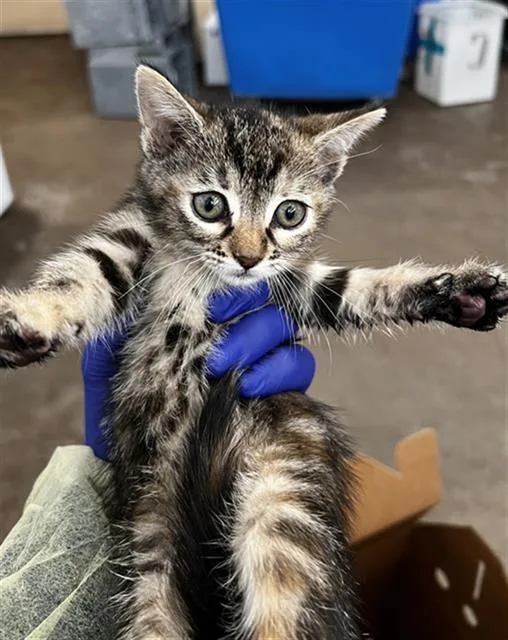 A baby medium-sized female Domestic Medium Hair cat named Nala for adoption in Dallas, TX