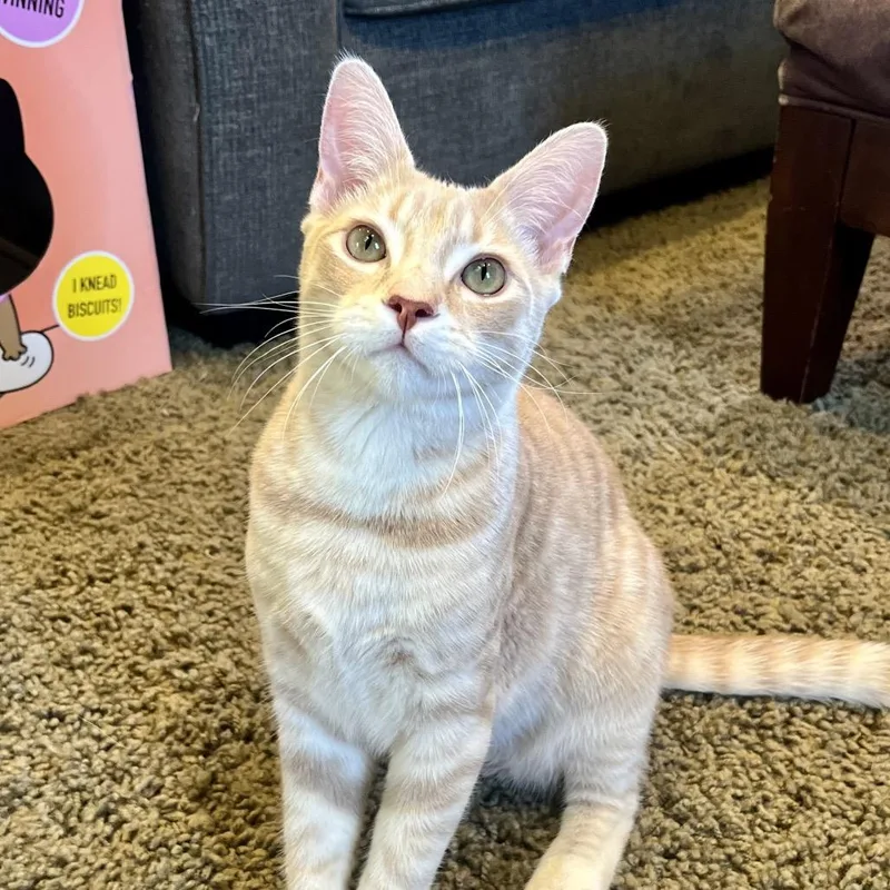 A young small-sized male Orange / Red Domestic Short Hair cat named Radish for adoption in Costa Mesa, CA