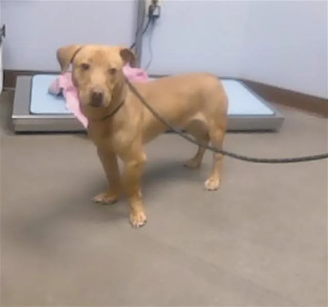A young small-sized male Dachshund dog named Gold Rush for adoption in Phoenix, AZ