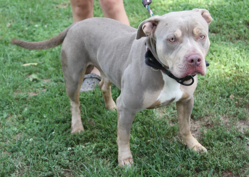 A young large-sized male Yellow / Tan / Blond / Fawn American Staffordshire Terrier dog named Cannon for adoption in Marietta, OH