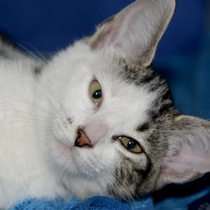 A baby small-sized female White Domestic Short Hair cat named Maggie for adoption in Los Angeles, CA