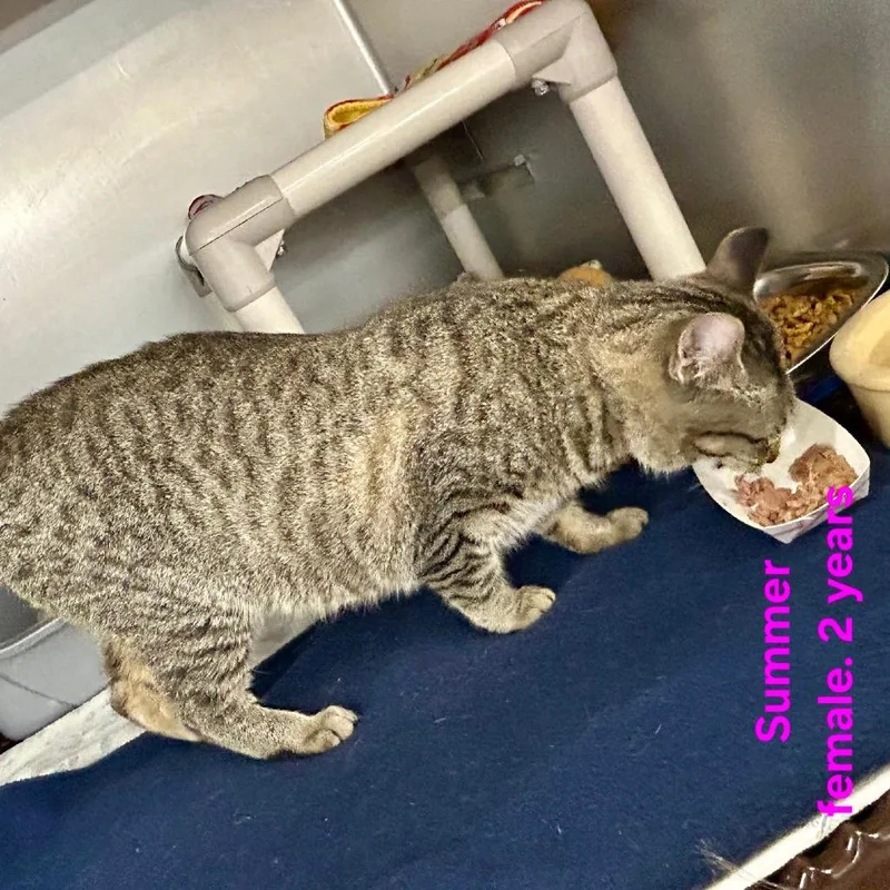 An adult medium-sized female Gray / Blue / Silver Domestic Short Hair cat named Summer for adoption in Hamburg, NY