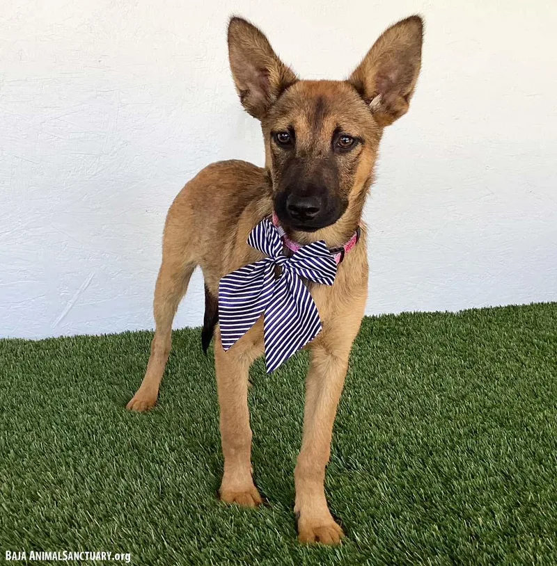 A baby medium-sized female Yellow / Tan / Blond / Fawn German Shepherd Dog dog named Ellen for adoption in San Diego, CA