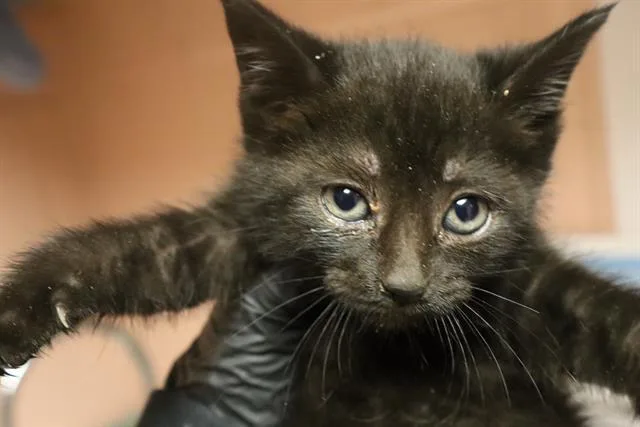 A baby small-sized female Domestic Short Hair cat named Broccoli for adoption in Columbia, SC