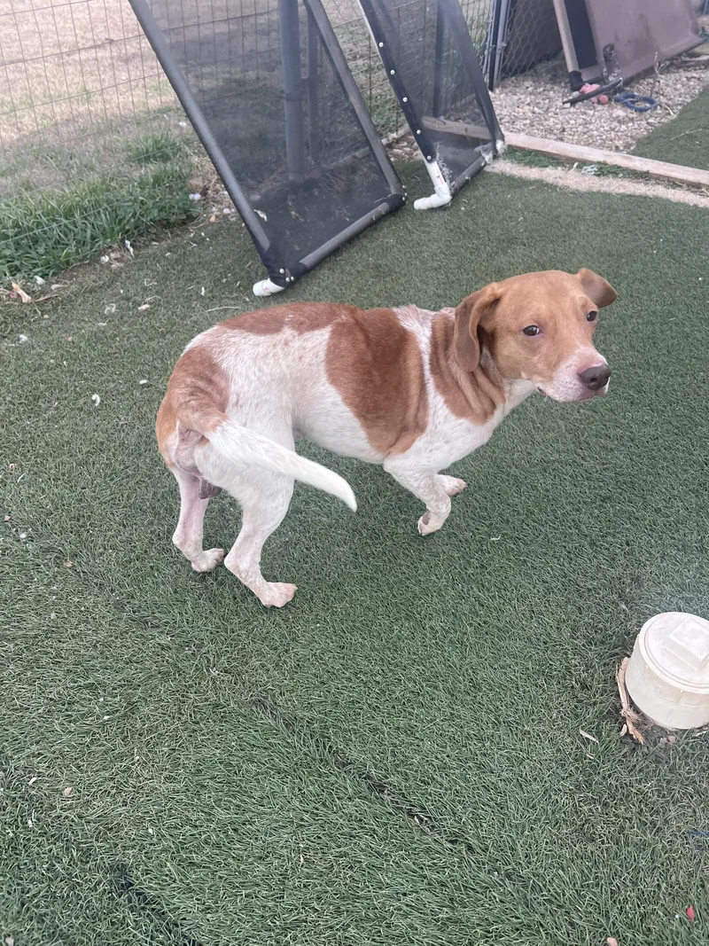 Duncan And Donut thumbnail 2