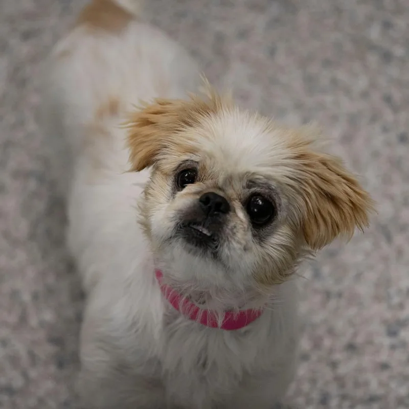 An adult small-sized female White / Cream Pekingese dog named Crackers for adoption in Peyton, CO