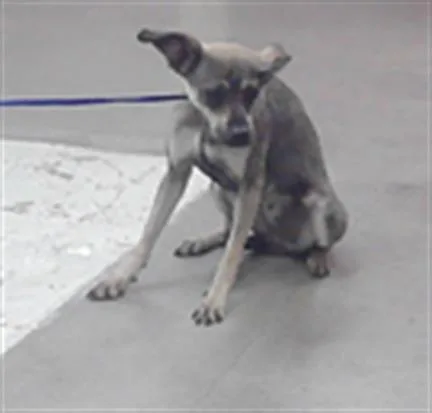 A young small-sized female Chihuahua dog named A for adoption in Houston, TX