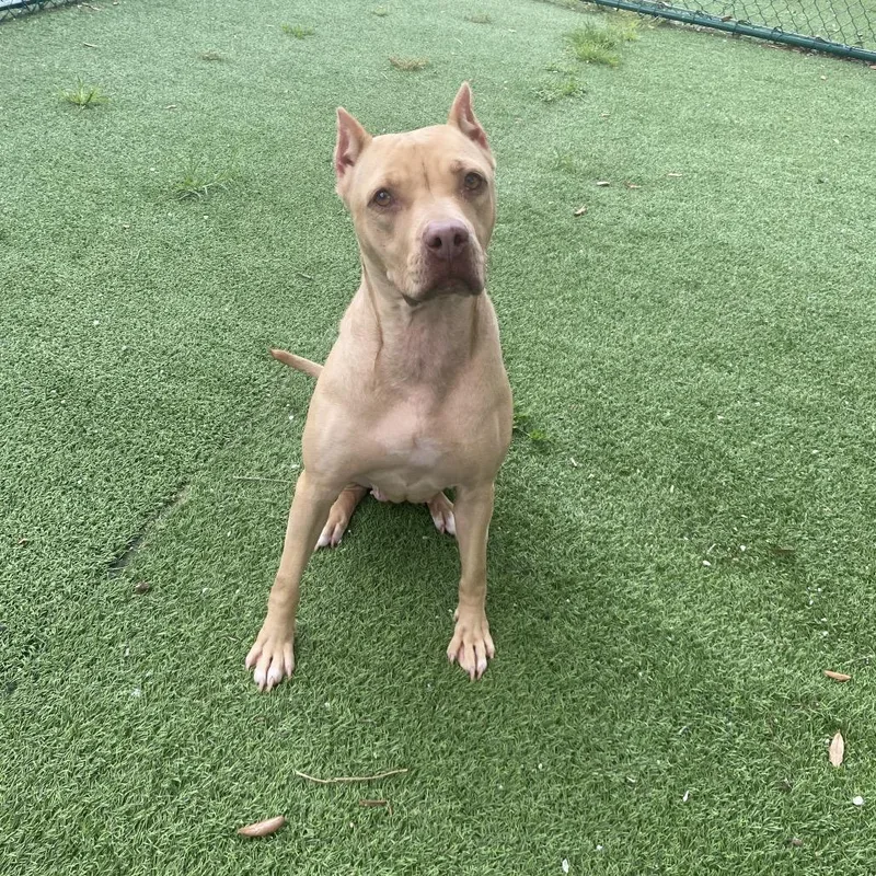An adult medium-sized female Yellow / Tan / Blond / Fawn Mixed Breed dog named Melody for adoption in LOXAHATCHEE, FL