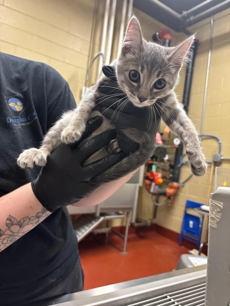 A baby small-sized female Domestic Short Hair cat named Plum for adoption in Douglasville, GA