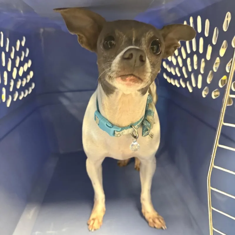 An adult small-sized female Mixed Breed dog named 112433 for adoption in Las Cruces, NM