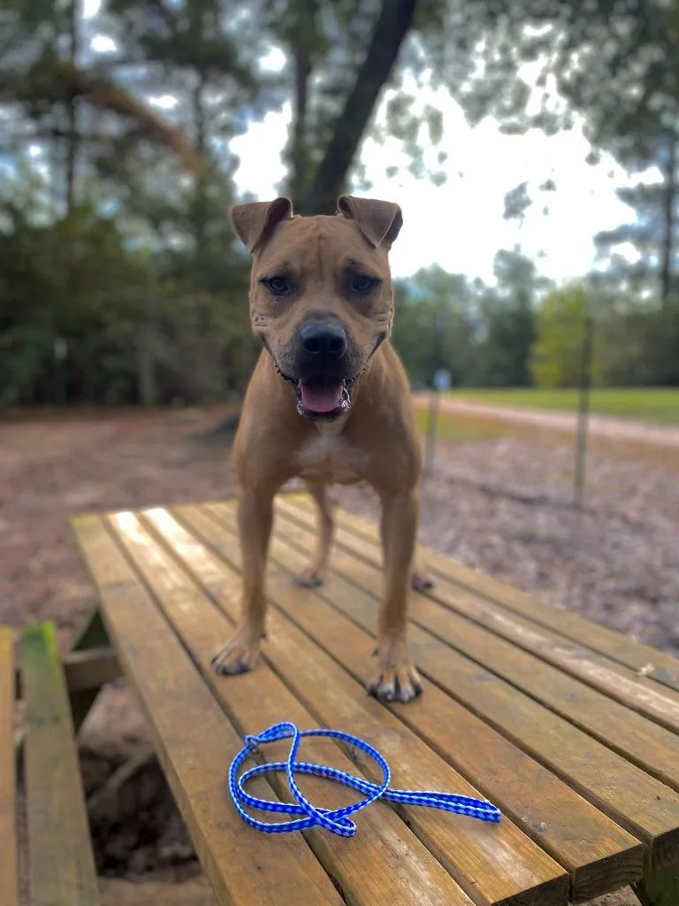 An adult medium-sized male Pit Bull Terrier dog named Rock for adoption in Ruston, LA