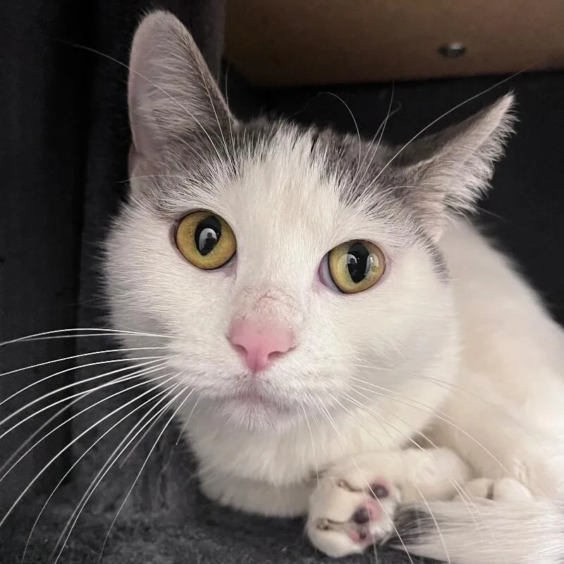 An adult medium-sized female Domestic Short Hair cat named Aida for adoption in Yankton, SD