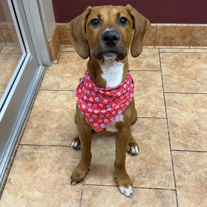 A baby small-sized male Brown / Chocolate Redbone Coonhound dog named Herbie for adoption in Tulsa, OK