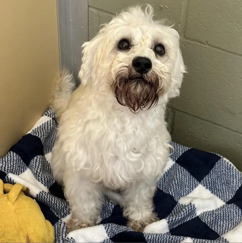 An adult small-sized male Poodle dog named Rollie "Riley" for adoption in Houston, TX