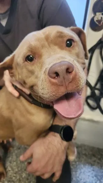 An adult medium-sized female Pit Bull Terrier dog named Toasty Tater Tot for adoption in Mobile, AL